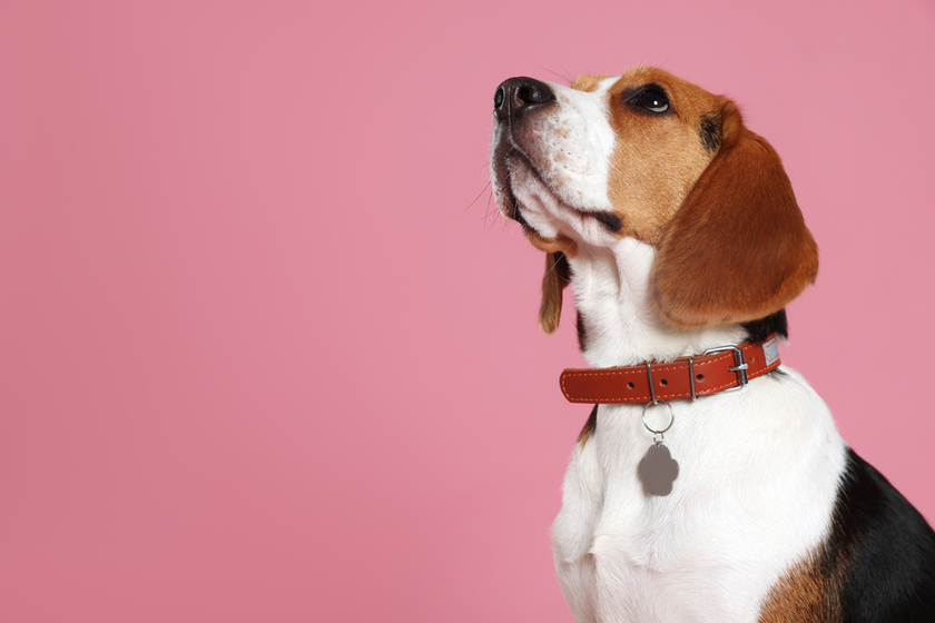 Adorable Beagle dog in stylish collar with metal tag on pink bac